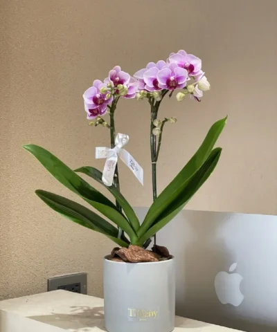 chậu giỏ hoa lan sinh nhật