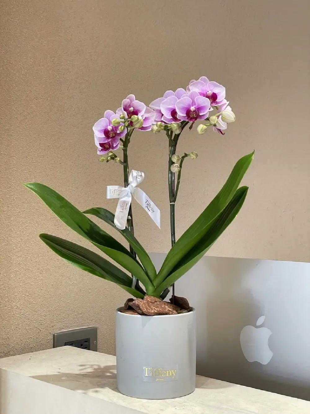 Đặt chậu giỏ hoa lan sinh nhật đẹp, sang trọng ý nghĩa chúc mừng chậu giỏ hoa lan sinh nhật